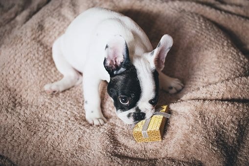 MASCOTA REGALO